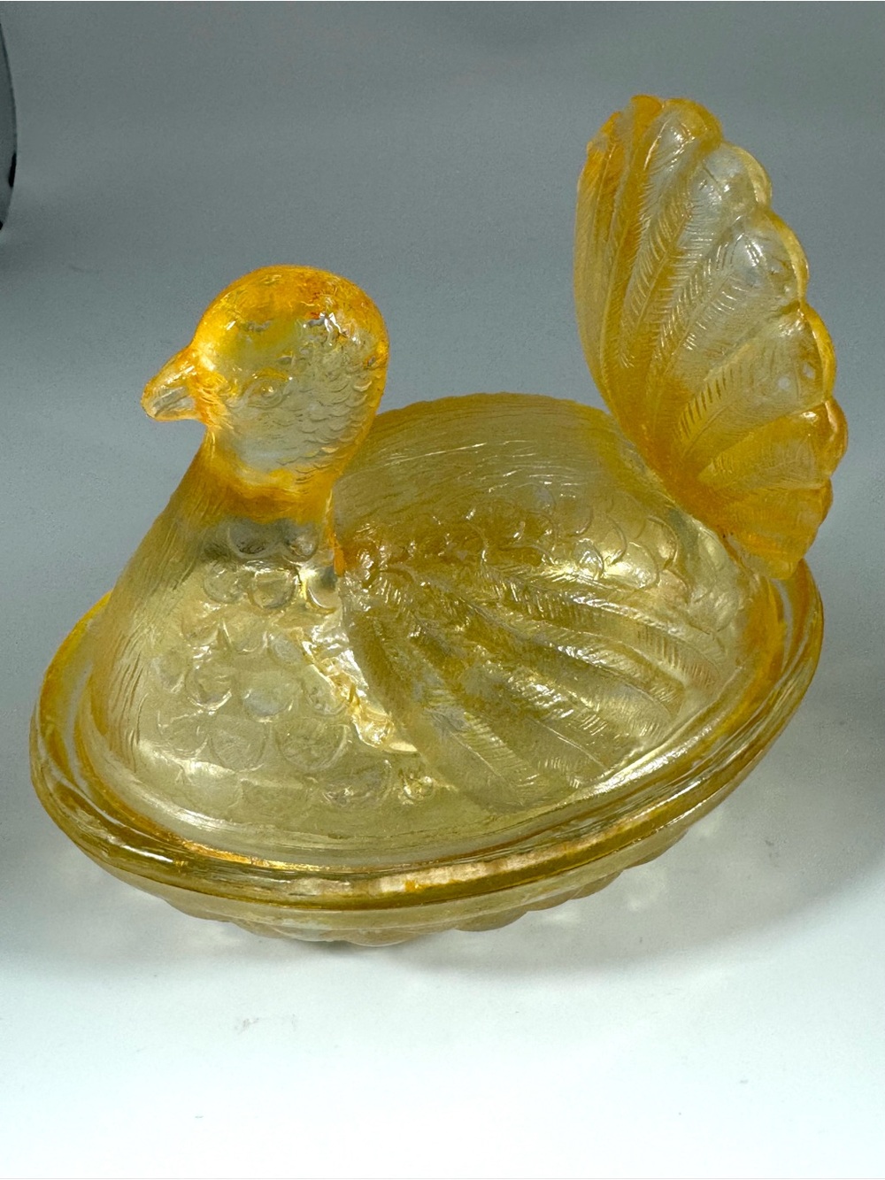 Amber Turkey on the Nest